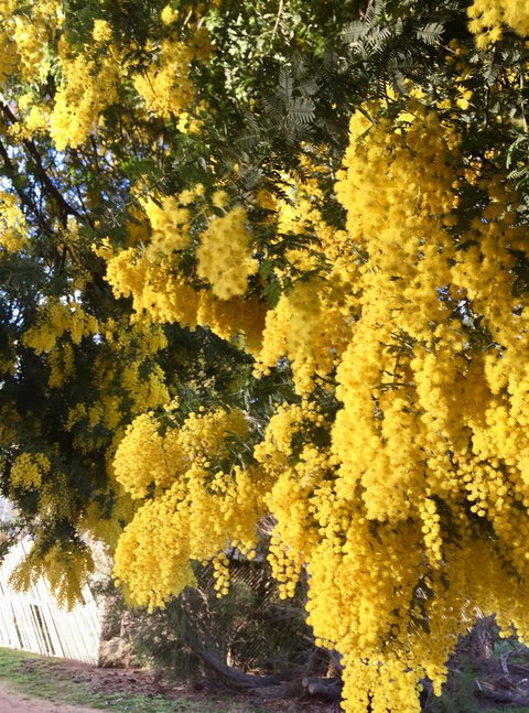 Grampians Pomonal Cottages - Accommodation Brunswick Heads 5