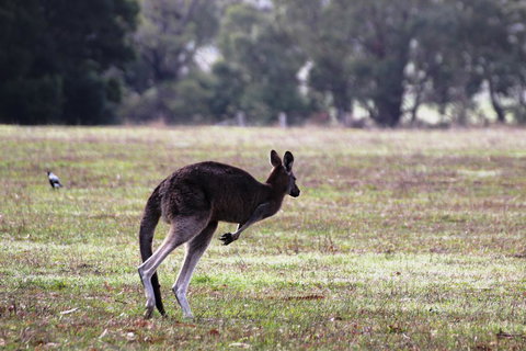 Grampians Pomonal Cottages - Accommodation Brunswick Heads 26