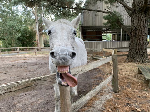 Kangaroo Manor - Accommodation Brunswick Heads 12