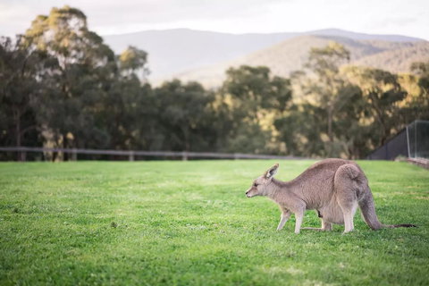 Kangaroo Manor - Accommodation Brunswick Heads 29