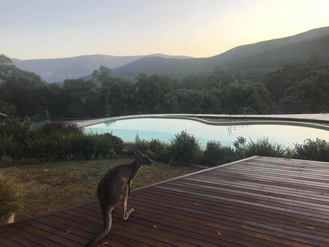 Kangaroo Manor - Accommodation Brunswick Heads 8