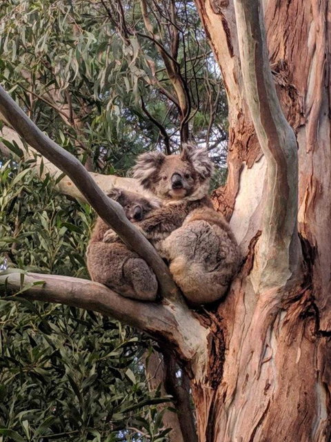 Kangaroo Manor - Accommodation Brunswick Heads 9