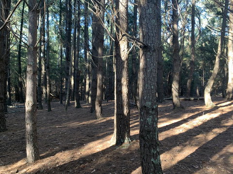 Kangaroo Manor - Accommodation Brunswick Heads 4