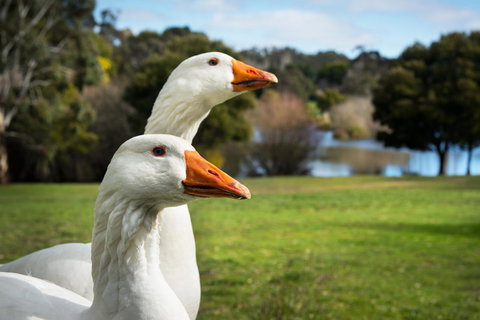 Lake Como Villa - Accommodation Brunswick Heads 11