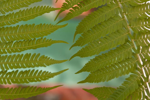 Villa San Michele (Official) - Accommodation Brunswick Heads 21