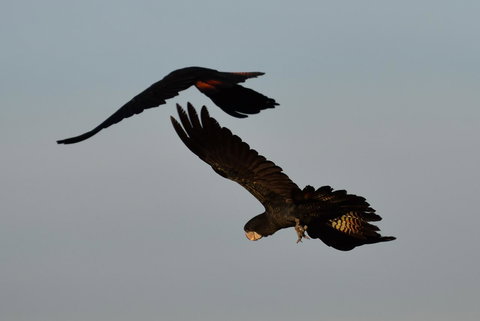 Ironbark House - Accommodation Brunswick Heads 2