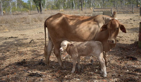 Ironbark House - Accommodation Brunswick Heads 27