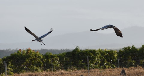 Ironbark House - Accommodation Brunswick Heads 35