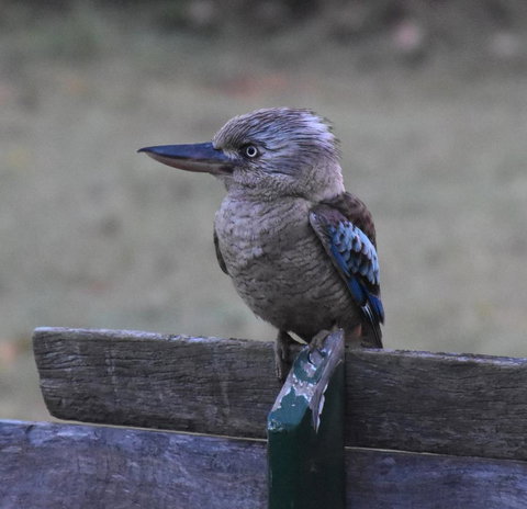 Ironbark House - Accommodation Brunswick Heads 4