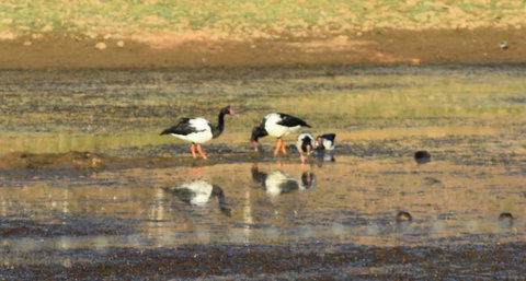 Ironbark House - Accommodation Brunswick Heads 34