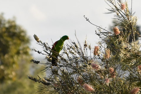 Ironbark House - Accommodation Brunswick Heads 29