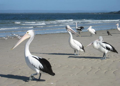 Fairways Golf & Beach Retreat Bribie Island - Accommodation Brunswick Heads 3
