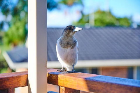 A Kids Dream & Paradise For Parents - Accommodation Brunswick Heads 2