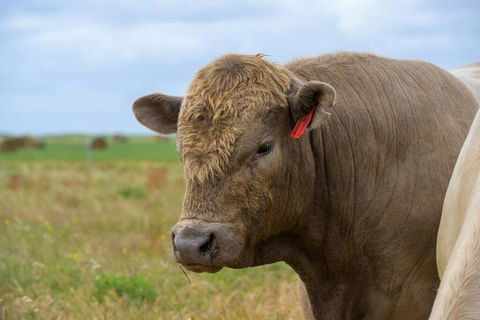 Adelaide Hills Country Paradise - Accommodation Brunswick Heads 1