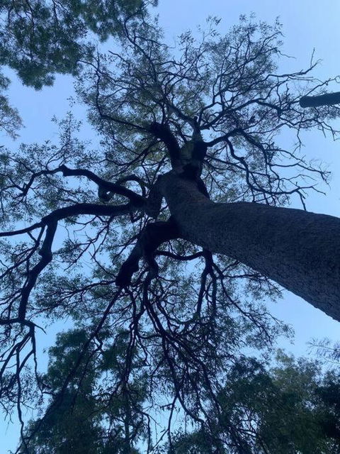 Alma Alma - Accommodation Brunswick Heads 3