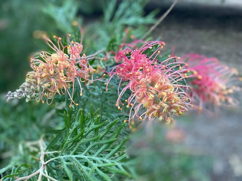 Alma Alma - Accommodation Brunswick Heads 4