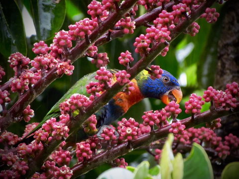 Daintree Manor B&B - Accommodation Brunswick Heads 4