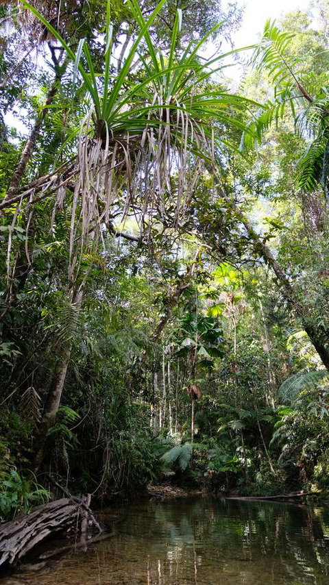 Daintree Manor B&B - Accommodation Brunswick Heads 7