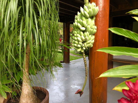 Daintree Manor B&B - Accommodation Brunswick Heads 10