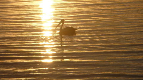 Keith's Sister - Accommodation Brunswick Heads 44