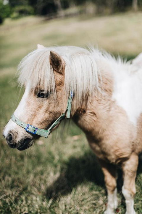 Bellevue Cottage At Bundara Farm - Accommodation Brunswick Heads 4