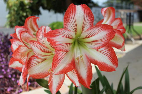 Golden Harvest Motor Inn Moree - Accommodation Brunswick Heads 3