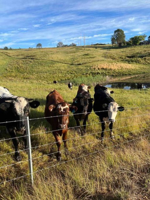 Modern Farmhouse - Accommodation Brunswick Heads 3