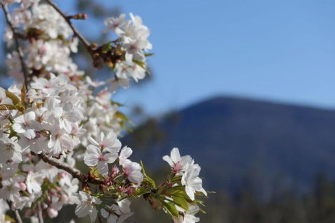 Mountains And Treetops Retreat - Nature Getaway - Accommodation Brunswick Heads 3