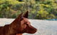 Native Dog Cabin - thumb 2
