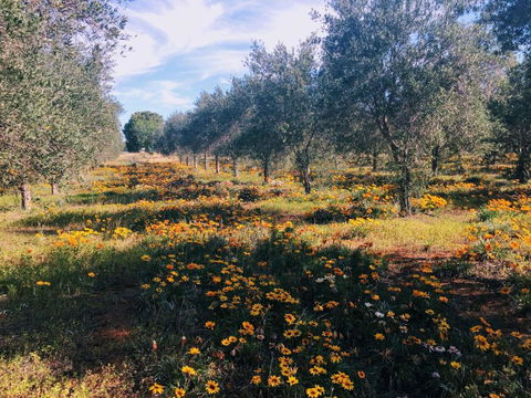 Olive Grove Retreat 1 By Tiny Away - Accommodation Brunswick Heads 3