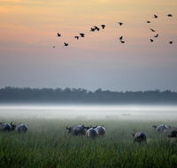Bamurru Plains - Accommodation Brunswick Heads