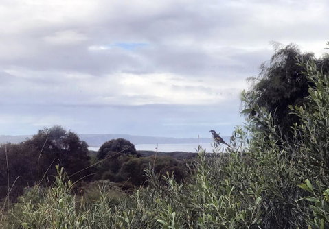 Banksia @ Cosy Corner - Accommodation Brunswick Heads 1