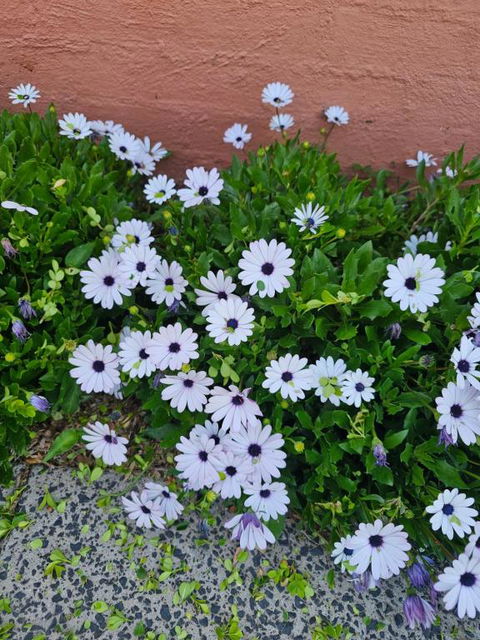 Reverie - Accommodation Brunswick Heads 2