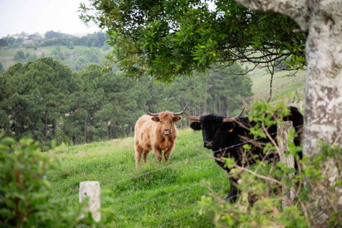 Rosewood Tiny Home By Tiny Away - Accommodation Brunswick Heads 2