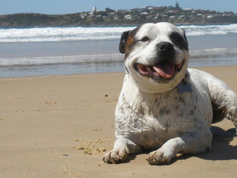 Safety Beach Ocean Bungalows - Accommodation Brunswick Heads 1