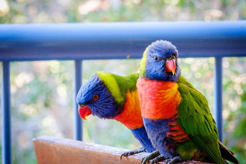 Sanctuary Lake Apartments - Accommodation Brunswick Heads 1