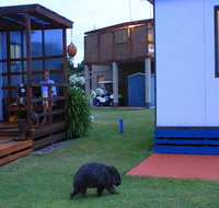 BIG4 Kelso Sands Holiday  Native Wildlife Park - Accommodation Brunswick Heads