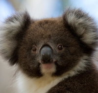 Bimbi Park - Camping Under Koalas - Accommodation Brunswick Heads