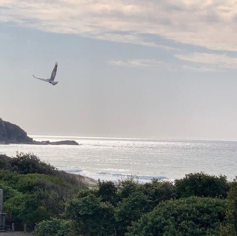 Zenergy - Architectural Oasis, South Blueys Beach - Accommodation Brunswick Heads 3