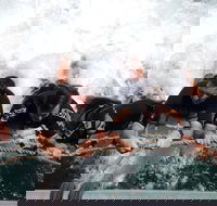 Cruise in Moreton Bay Marine Park and Moreton Island - Accommodation Brunswick Heads