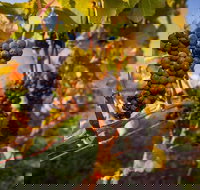 Full Day Tamar Valley Wine Tour - Accommodation Brunswick Heads