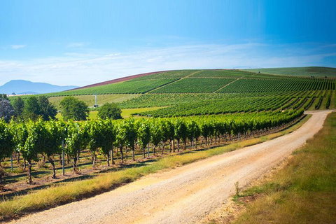 Full Day Tamar Valley Wine Tour - Accommodation Brunswick Heads 1