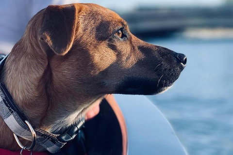1.5-Hour Boat Rental In Melbourne - Accommodation Brunswick Heads 0
