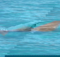 Snubfin Dolphin Eco Cruise from Broome - Accommodation Brunswick Heads