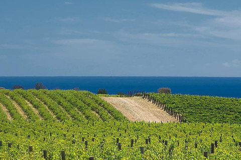 McLaren Vale Winery Small Group Tour With Wine Tasting And Lunch - Accommodation Brunswick Heads 4