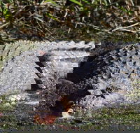 Full Day Tour in the Daintree - Accommodation Brunswick Heads