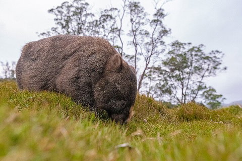 3-Day Cradle Mountain Photography Workshop - Accommodation Brunswick Heads 0