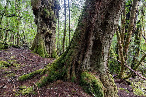 3-Day Cradle Mountain Photography Workshop - Accommodation Brunswick Heads 1