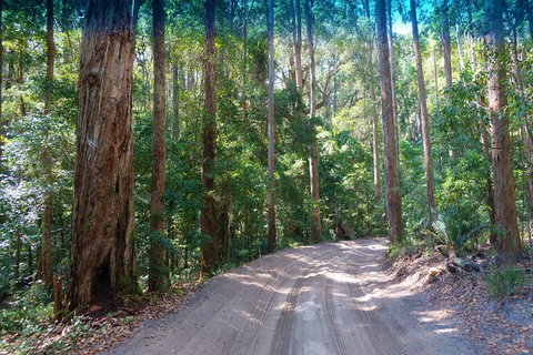 Fraser Island 4WD Tour From Rainbow Beach - Accommodation Brunswick Heads 4