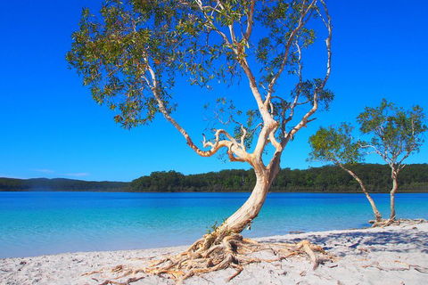 Fraser Island 4WD Tour From Rainbow Beach - Accommodation Brunswick Heads 5